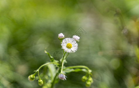 紫色野菊花白色野菊花背景