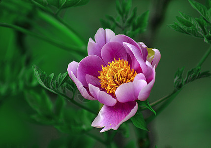 荷花型牡丹花背景图片