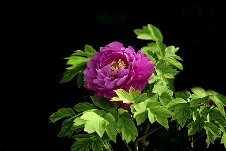 玫瑰红牡丹花图片