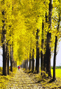 秋天金黄色的树林阳光高清图片素材