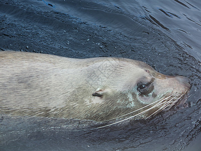 美国阿拉斯加海洋动物中心海狮游泳高清图片