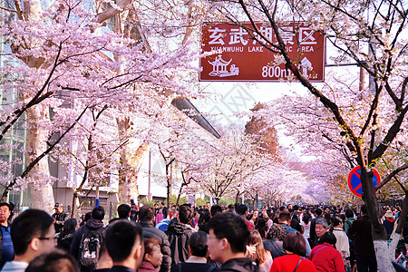 南京将军山南京玄武湖樱花大道的游客背景