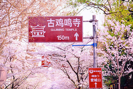 南京鸡鸣寺樱花季图片