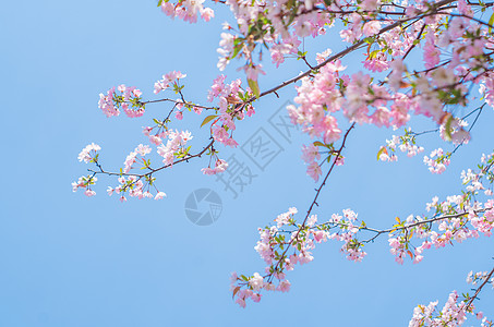 花展垂丝海棠背景