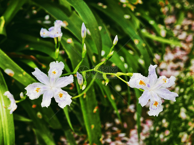 春意盎然的白蝴蝶花图片