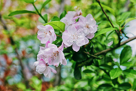 粉色系海棠花图片