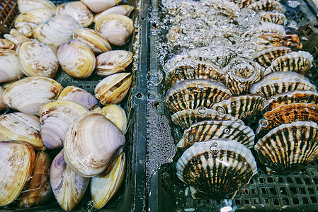 海鲜市场里鲜活的白蛤和扇贝休闲高清图片素材