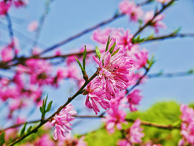 手绘桃树枝菊花桃枝蔓背景图背景