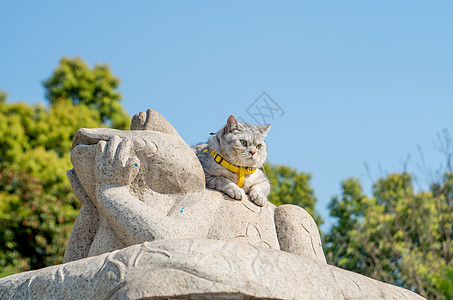 趴在石像上的猫咪图片