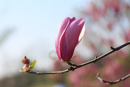 玉兰花图片