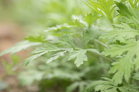 植物艾草食材悬艾草高清图片