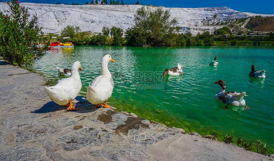 土耳其棉花堡池塘的鸭子图片
