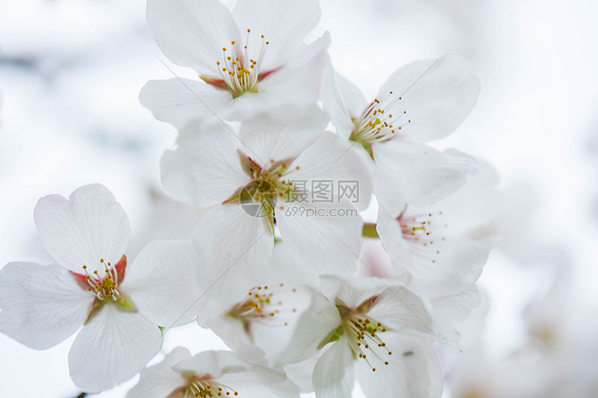 武汉的白色樱花图片