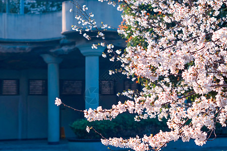 花园里长椅小区花园里的樱花树背景