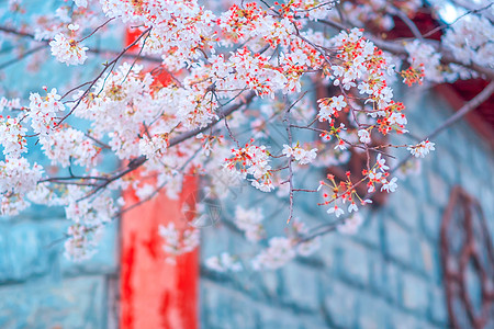 花期樱花树枝背景