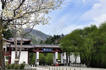 端庄秀丽紫水仙汉中紫柏山风景背景