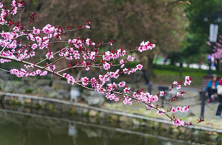 公园河边的粉色紫叶李花图片