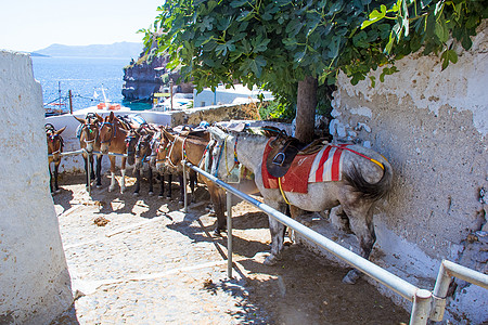 希腊圣托里尼岛下山道上的马匹图片