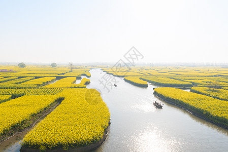 江苏泰州江苏兴化水上油菜花背景