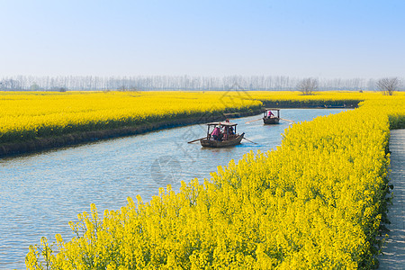 江苏兴化水上油菜花背景