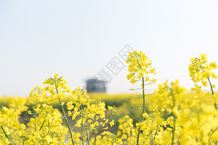 兴化油菜花油菜花背景