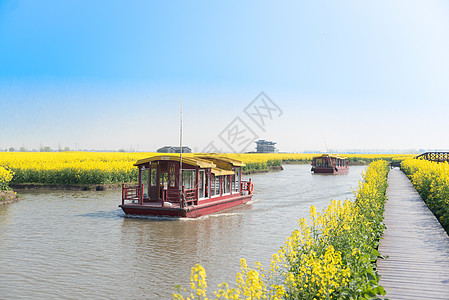 兴化油菜花江苏兴化水上油菜花背景