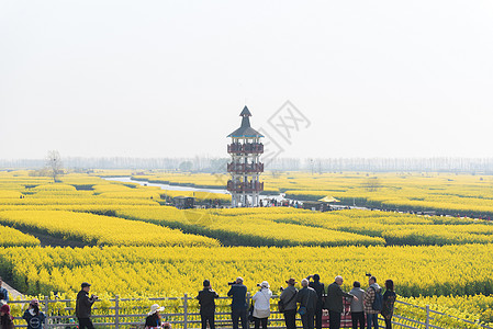 兴化油菜花江苏兴化水上油菜花背景