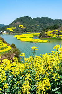 徽州山水万亩油菜花开背景