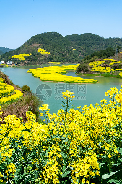 万亩油菜花开图片