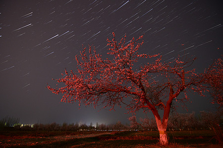 杏花和星空图片