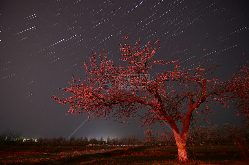 杏花和星空图片