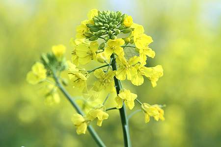 同里油菜花图片