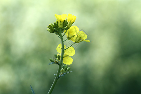 同里油菜花背景图片