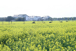 同里油菜花图片