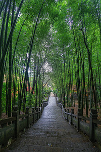 江西九江东林寺竹林图片