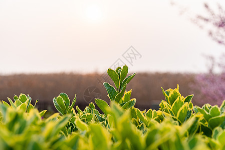 春天植物素材背景图片