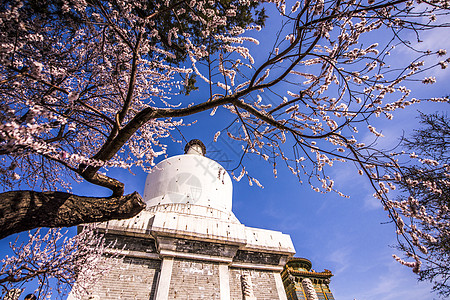 北京北海白塔樱花高清图片