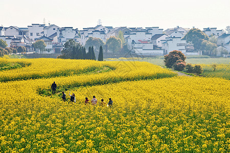 高淳乡村赏油菜花高清图片