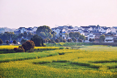 春季乡村油菜花图片