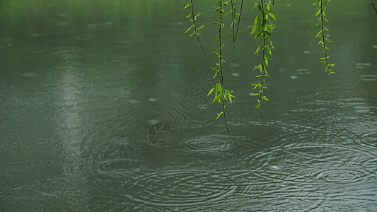 春雨杨柳漫挂图背景