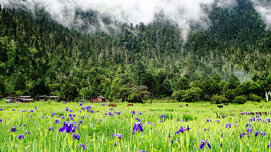 西藏佛西藏林芝南伊沟背景