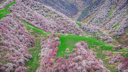 新疆伊犁吐尔根杏花谷背景图片