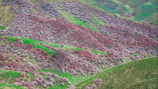 新疆伊犁吐尔根杏花谷高清图片