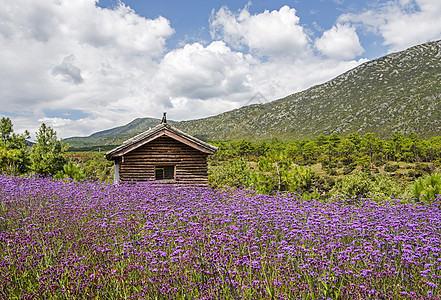 花海边的木屋图片