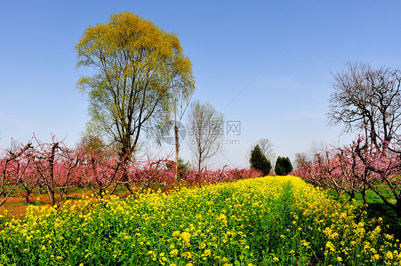 油菜花图片