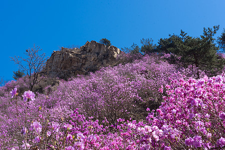 青岛大珠山春季风光高清图片