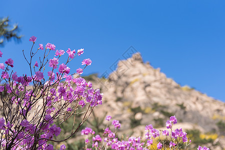 青岛大珠山春季风光高清图片