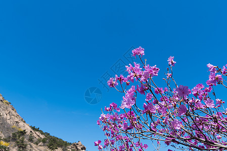 青岛大珠山春季风光高清图片