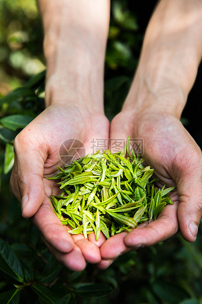 茶农手捧一把茶叶图片