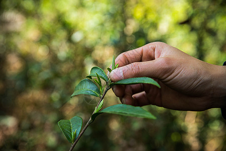 采茶茶叶采摘背景